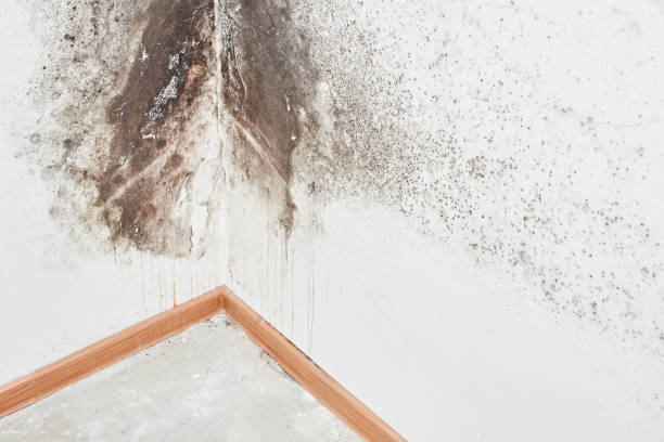 Why You Should Choose Our Mold Remediation Services in Parkside, PA